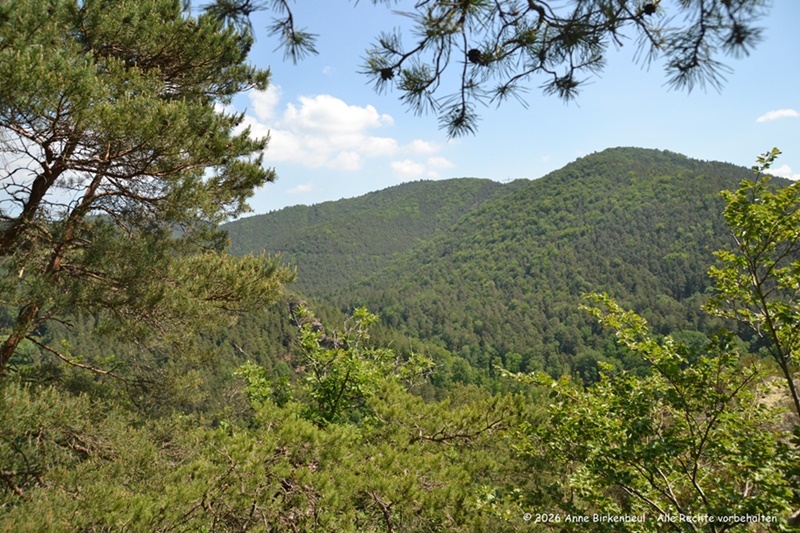 Naturzeit im Wald